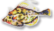 ��z�T�[�r�X