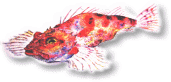 萩の魚画集