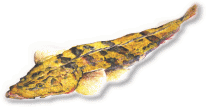 ���̐~�[���L