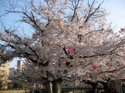 二河川公園の桜