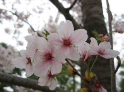 桜のアップ